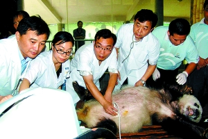 关键词，科研人员虐待大熊猫获刑新闻综述
