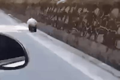 男子国道偶遇东北虎